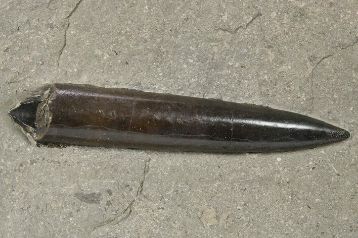 Fossil Belemnite (Acrocoelites) - Germany #264605